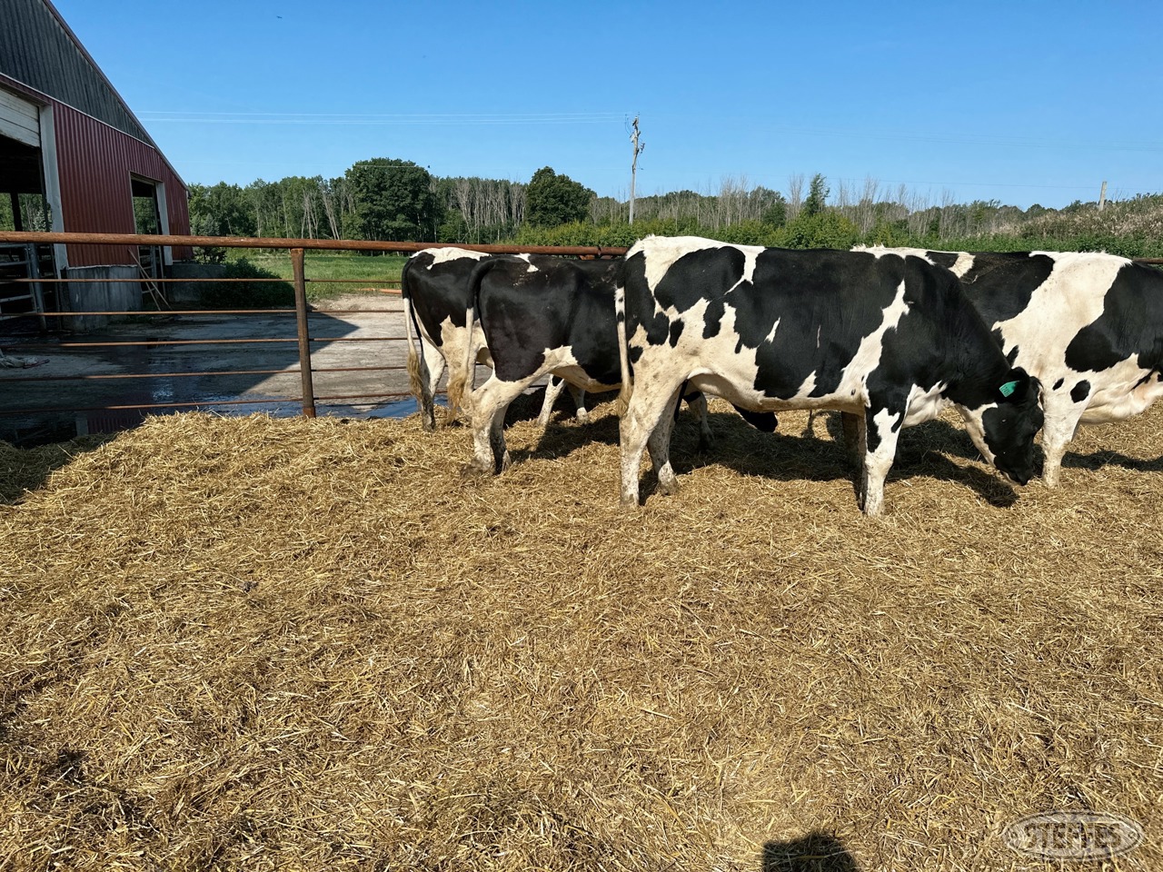 (7 Head) Holstein Dairy Heifers